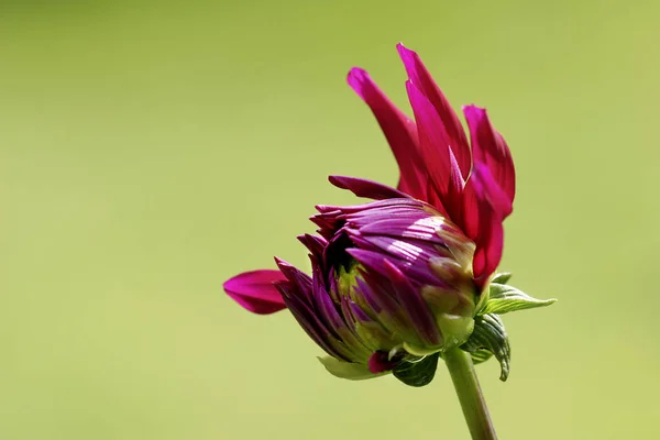 Närbild Vackra Blommande Dahlia — Stockfoto