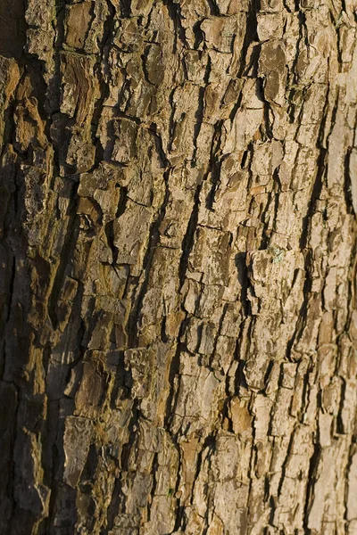 Struttura Del Tronco Albero Superficie Della Corteccia — Foto Stock