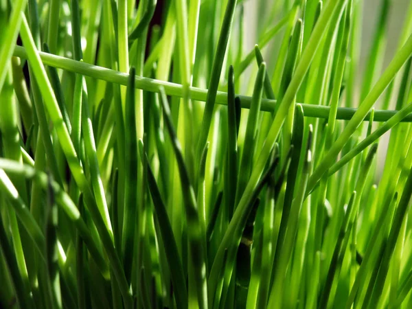 Vegetarisk Mad Selektiv Fokus - Stock-foto