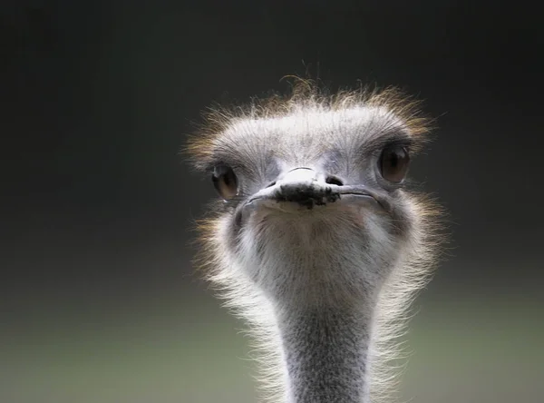 ダチョウや野生動物 — ストック写真