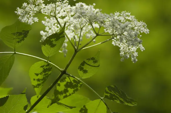 Белый Бурый Цветок Растение Ботаническое — стоковое фото