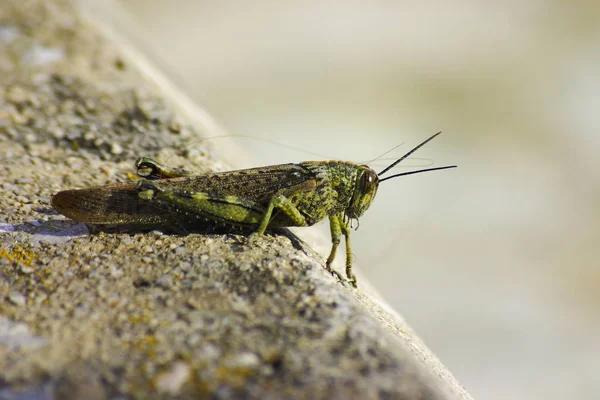 Close Macro View Van Sprinkhaan Insect — Stockfoto