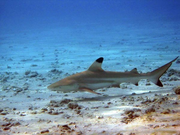 Marine Shark Dangerous Predator — Stock Photo, Image