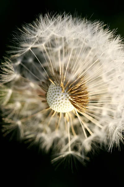 Closeup View Natural Dandelion Fleur — Photo