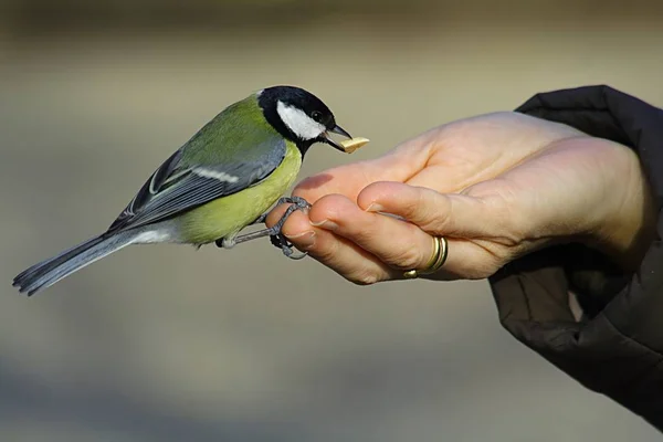 Vedere Pitoresc Frumos Titmouse Pasăre — Fotografie, imagine de stoc