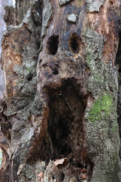 Кора Дерева Природы Ботаника — стоковое фото