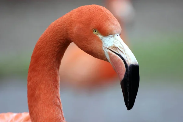 Küba Flamingosu Phoenicopterus Ruber — Stok fotoğraf