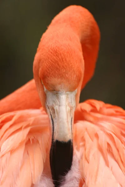 Flamingo Cleaning Natural Bird Background — Stok Foto
