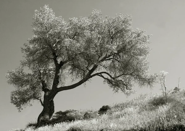 Griekse Lente Nabij Agia Galini Kreta — Stockfoto