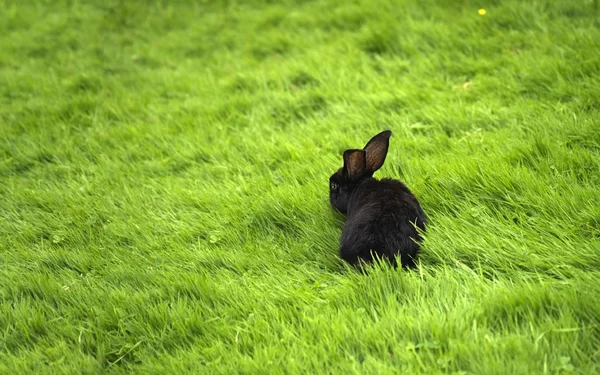 Animali Giovani Attenzione Selettiva — Foto Stock