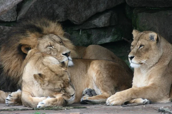 狮子在自然栖息地的家庭 — 图库照片