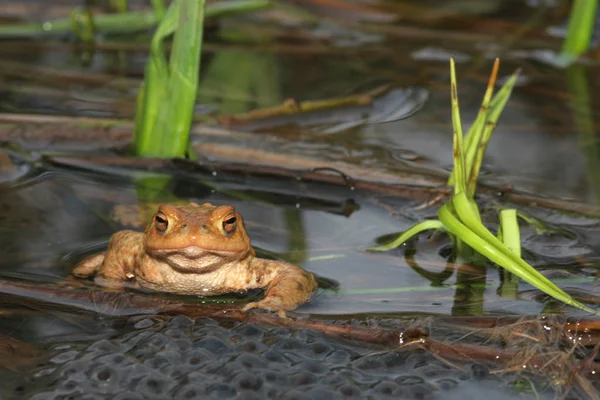 Sapo Com Desova Uma Lagoa — Fotografia de Stock