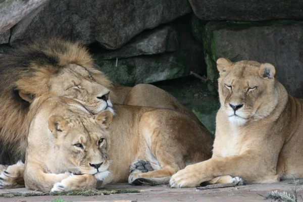 Rodzina Lwów Środowisku Naturalnym — Zdjęcie stockowe