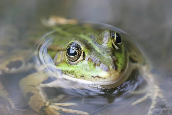 Zelená Žába Jezírku Zblízka — Stock fotografie