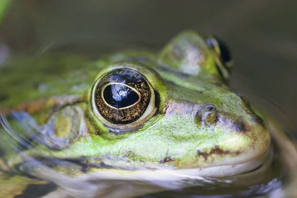 Πράσινο Βάτραχος Αμφίβιο Ζώο Πανίδα — Φωτογραφία Αρχείου