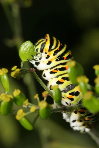 Lagarta Verme Inseto Natureza — Fotografia de Stock