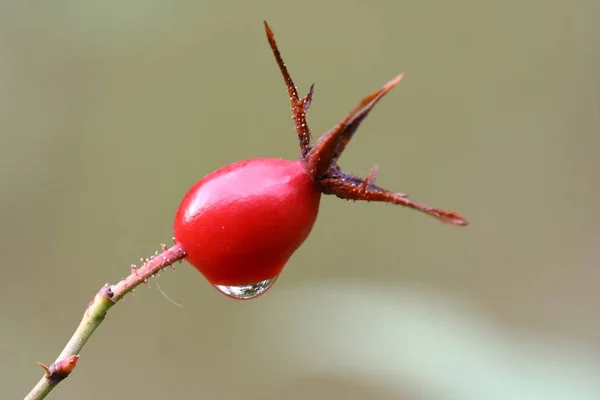 Natur Blomblad Blommor Och — Stockfoto