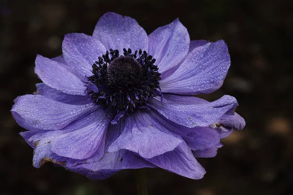 Krásný Botanický Záběr Přírodní Tapety — Stock fotografie