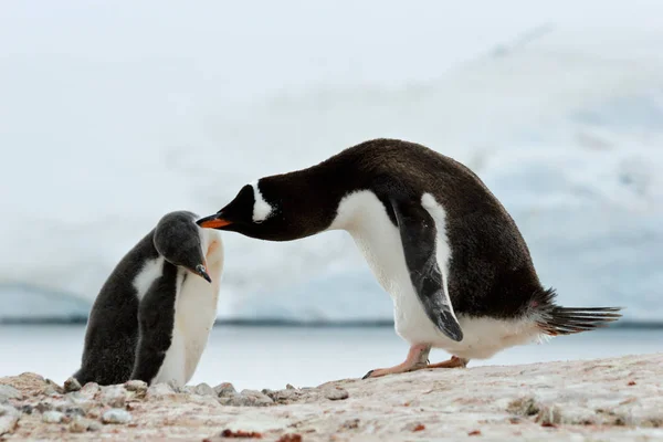 Vista Panorâmica Pássaros Pinguins Bonitos Natureza — Fotografia de Stock