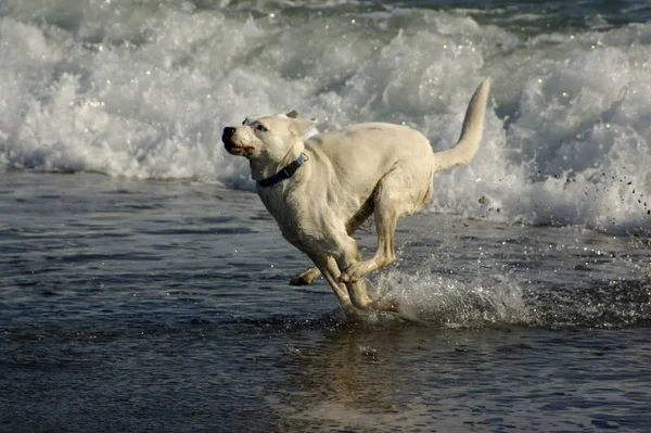 Kutyánk Miközben Tengerben Játszik Oly Sok Energiát Kellett Volna Nnikon — Stock Fotó
