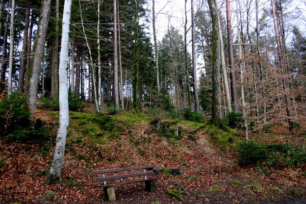 Bela Folhagem Outono Floresta — Fotografia de Stock