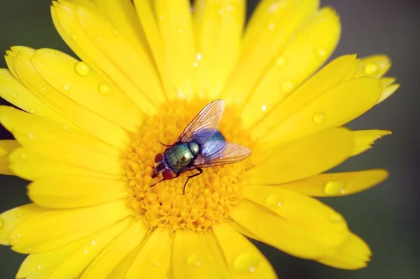 Schöne Blumen Blumiges Konzept Hintergrund — Stockfoto