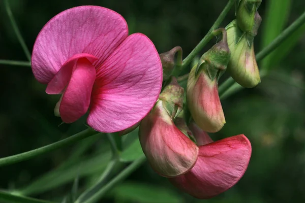 Senza Fiori Sembra Quasi Una Pianta Piselli Quando Fiori Farfalla — Foto Stock