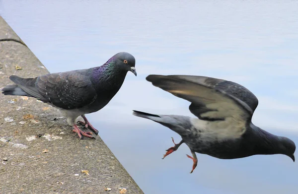 Zusätzlich Stehen Fliegen Ndies Ist Nicht Montiert Wegen Der Hohen — Stockfoto