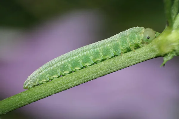 Rups Insect Kleine Worm — Stockfoto