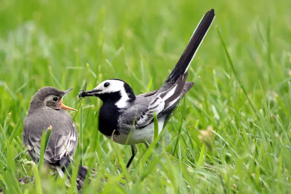 Aussichtsreiche Aussicht Auf Schöne Vögel Der Natur — Stockfoto