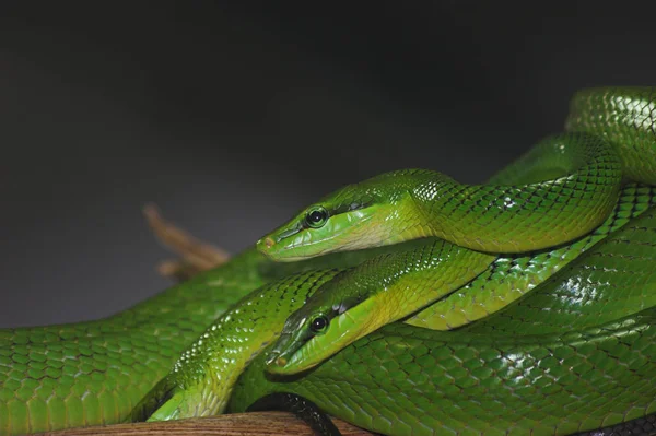 Mamba Verde Réptil Cobra Verde — Fotografia de Stock