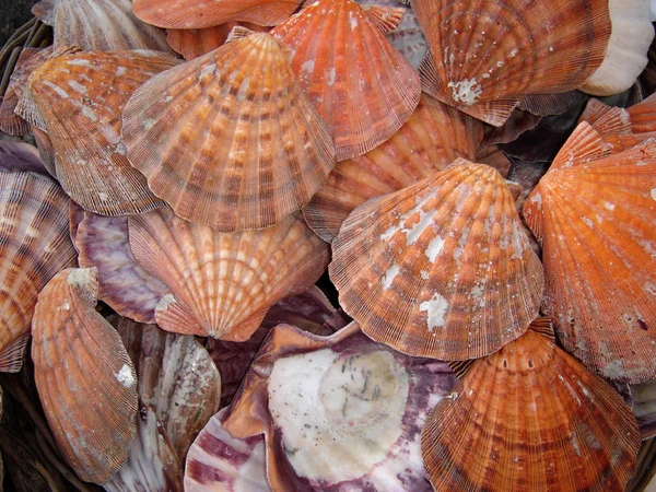 Meeresmuscheln Sommermuscheln — Stockfoto