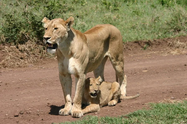 Λιοντάρι Μωρό Αφρικανικός Αγκαλιά Νγκορονγκόρο Κρατήρας Προστασία Άγρια Ζωή Σαφάρι — Φωτογραφία Αρχείου