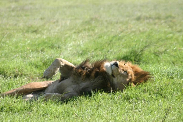 Κρατήρας Ngorongoro 2004 — Φωτογραφία Αρχείου