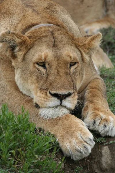 Obojek Není Domácí Kočka Ale Serengeti Pár Divokých Lvů Vybavených — Stock fotografie