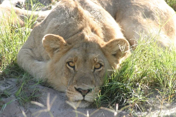 Botswana Okavango Delta 2005 — Stok fotoğraf