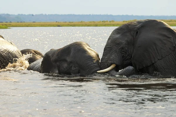 Ελέφαντας Στο Νερό — Φωτογραφία Αρχείου
