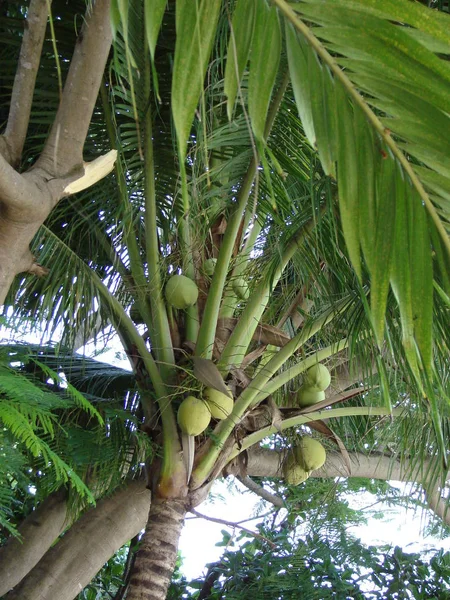 Palmboom Achtergrond Kopieer Ruimte — Stockfoto