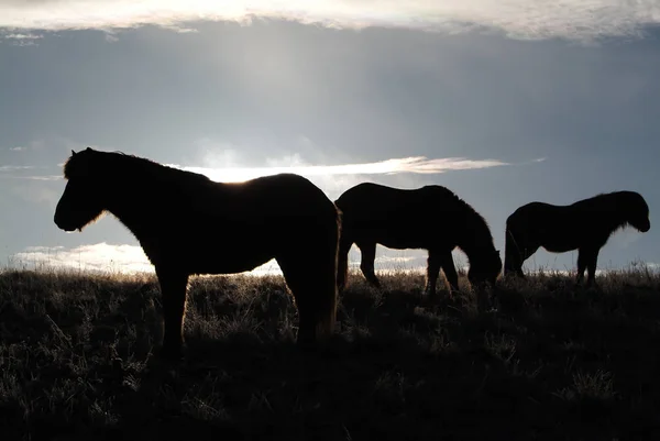 Caballos Aire Libre Durante Día — Foto de Stock