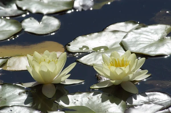Waterlelie Vijverbloemen Flora Natuur — Stockfoto