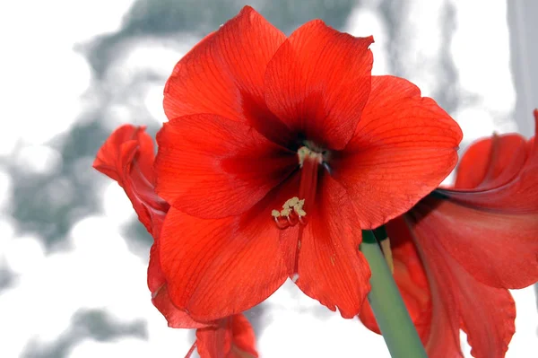 Amaryllis Flores Pétalas Flora — Fotografia de Stock