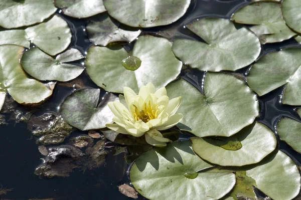 Detailní Pohled Krásné Lekníny — Stock fotografie