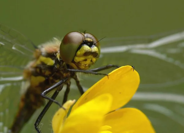 Natura Owad Ważka Mucha Odonata Mucha — Zdjęcie stockowe