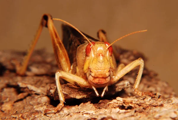 Insecto Saltamontes Insecto Orante Invertebrado — Foto de Stock