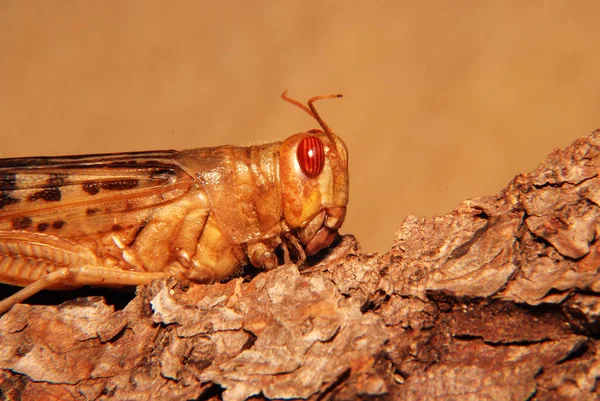 Sprinkhaneninsect Krekelwants — Stockfoto