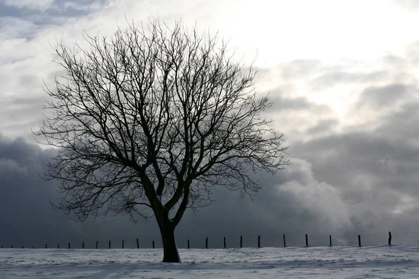 Árvore Caducas Inverno — Fotografia de Stock