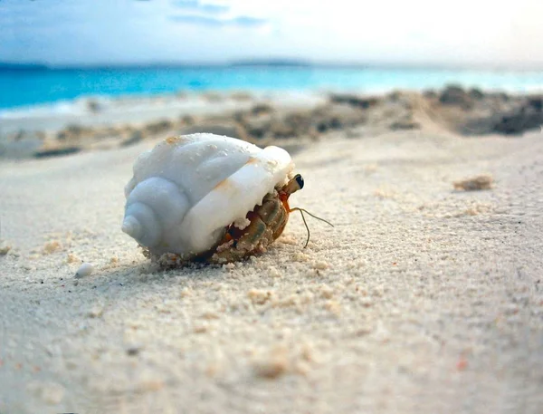 Les Maldives Officiellement République Des Maldives Est Une Petite Nation — Photo