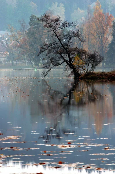Дерево Угрожающей Ванне Взято Озере Херрензее Литве Нижней Австрии — стоковое фото