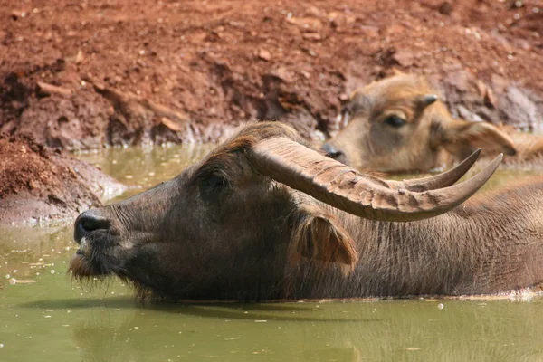 Buffalo Animaux Herbivores Faune — Photo