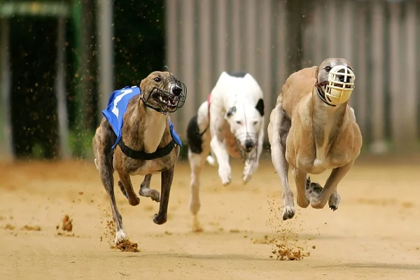 Deux Chiens Courant Dans Parc — Photo